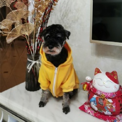 Sunshine Gold Cannie Hoodie