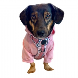 pink pet jumper
